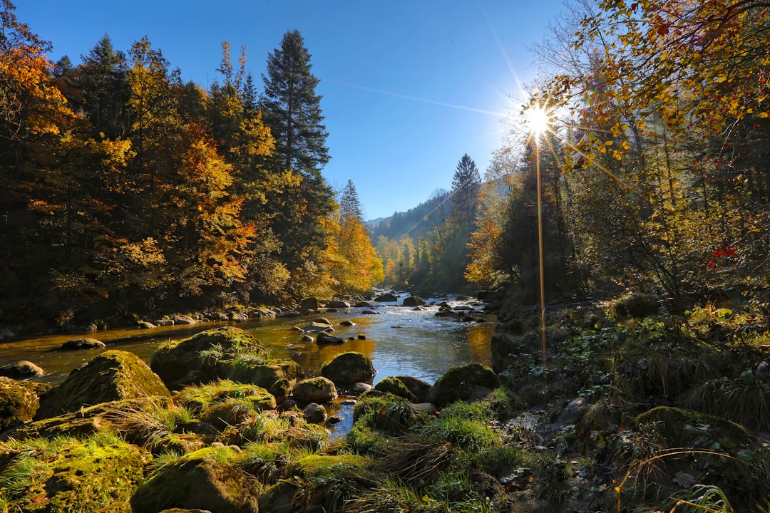 Alles wat je moet weten over een boom laten snoeien